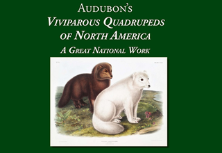 Audubon’s Viviparous Quadrupeds of North America: A Great National Work