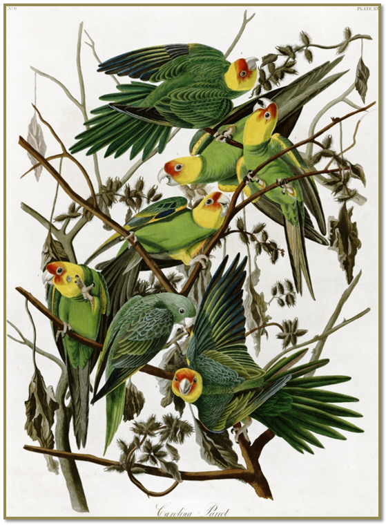 AUDUBON BIRDS OF AMERICA